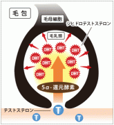 毛の構造