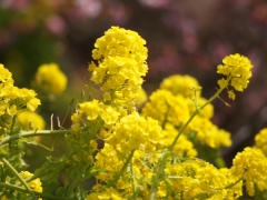 鮮やかな黄色が目を引く菜の花。