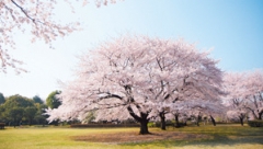大庭城址公園