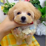 (父犬)トイプードル×(母犬)ビションフリーゼ