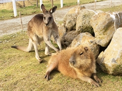カピバラ・カンガルー広場